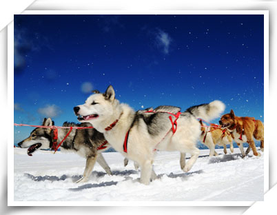 我们在此安排体验一段「狗拉轮橇」,雪橇犬两两一排,由前排的领头狗